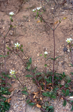 APII jpeg image of Cerastium vulgare  © contact APII