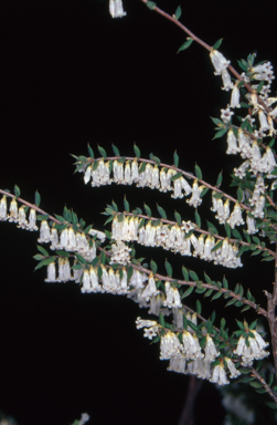 APII jpeg image of Styphelia fletcheri subsp. brevisepala  © contact APII