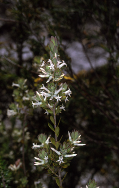 APII jpeg image of Brachyloma daphnoides  © contact APII