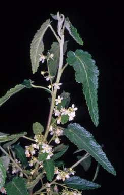 APII jpeg image of Gynatrix pulchella  © contact APII