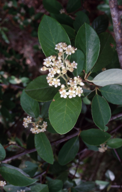 APII jpeg image of Cotoneaster glaucophyllus  © contact APII