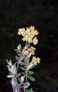 APII jpeg image of Pomaderris pallida  © contact APII