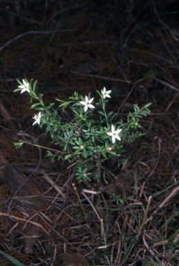APII jpeg image of Rhytidosporum procumbens  © contact APII