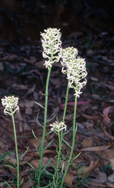 APII jpeg image of Stackhousia monogyna  © contact APII