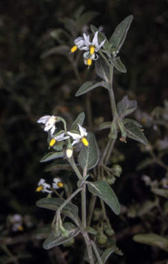 APII jpeg image of Solanum chenopodioides  © contact APII