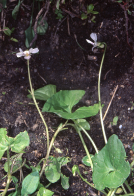 APII jpeg image of Viola caleyana  © contact APII