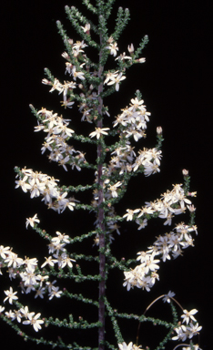 APII jpeg image of Olearia floribunda  © contact APII