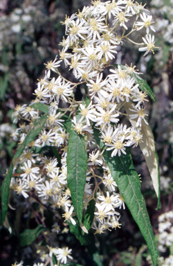 APII jpeg image of Olearia lirata  © contact APII