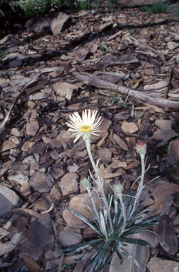 APII jpeg image of Celmisia tomentella  © contact APII