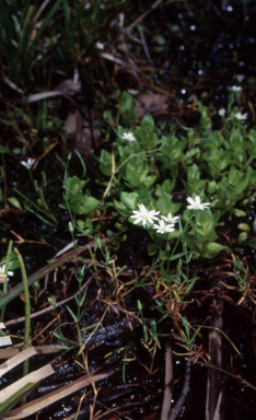 APII jpeg image of Stellaria angustifolia  © contact APII