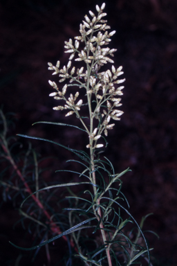 APII jpeg image of Cassinia quinquefaria  © contact APII