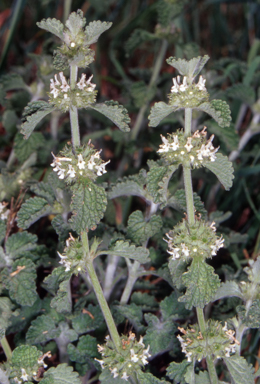 APII jpeg image of Marrubium vulgare  © contact APII