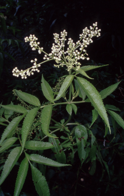 APII jpeg image of Sambucus gaudichaudiana  © contact APII