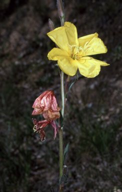 APII jpeg image of Oenothera stricta subsp. stricta  © contact APII
