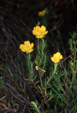 APII jpeg image of Hibbertia riparia  © contact APII