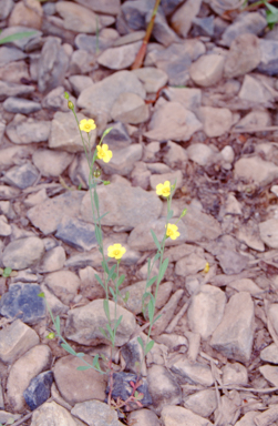 APII jpeg image of Linum trigynum  © contact APII