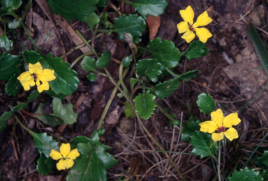 APII jpeg image of Goodenia hederacea subsp. alpestris  © contact APII