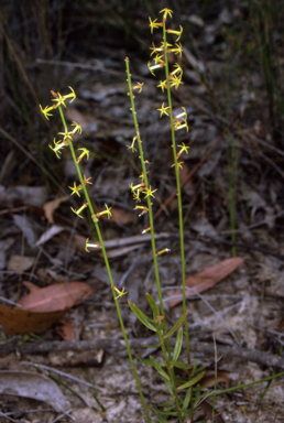 APII jpeg image of Stackhousia viminea  © contact APII