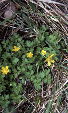 APII jpeg image of Ranunculus pimpinellifolius  © contact APII