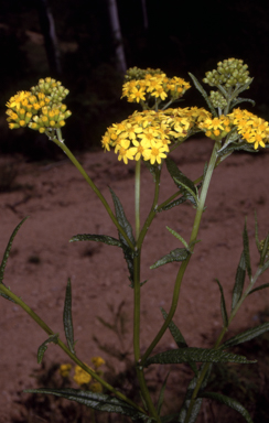 APII jpeg image of Senecio linearifolius  © contact APII