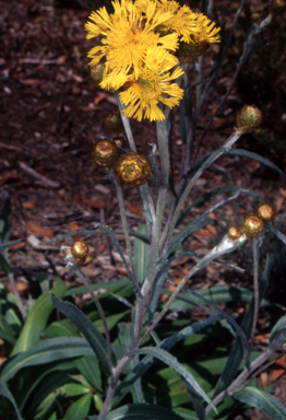 APII jpeg image of Podolepis robusta  © contact APII