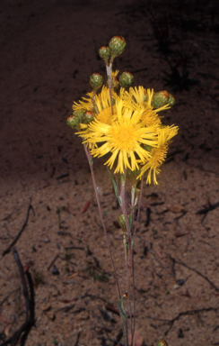 APII jpeg image of Podolepis hieracioides  © contact APII