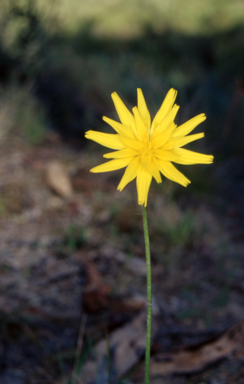 APII jpeg image of Microseris lanceolata  © contact APII
