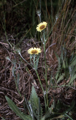 APII jpeg image of Tolpis barbata  © contact APII