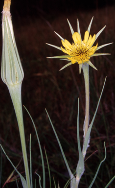 APII jpeg image of Tragopogon dubius  © contact APII