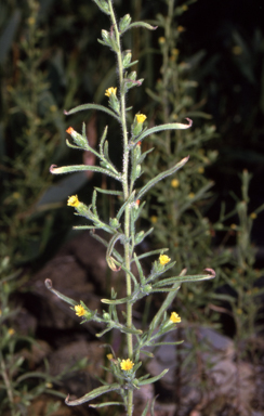 APII jpeg image of Dittrichia graveolens  © contact APII