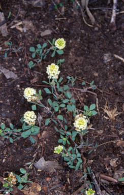 APII jpeg image of Trifolium campestre  © contact APII