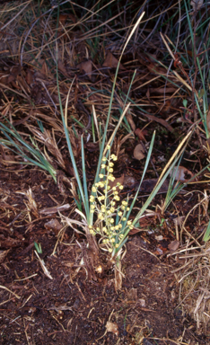 APII jpeg image of Lomandra filiformis subsp. coriacea  © contact APII