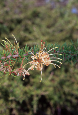 APII jpeg image of Grevillea juniperina subsp. sulphurea  © contact APII