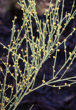 APII jpeg image of Exocarpos strictus  © contact APII