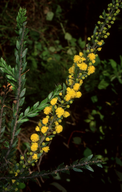 APII jpeg image of Acacia paradoxa  © contact APII