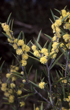 APII jpeg image of Acacia siculiformis  © contact APII