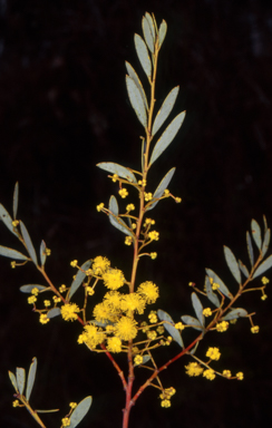 APII jpeg image of Acacia buxifolia subsp. buxifolia  © contact APII