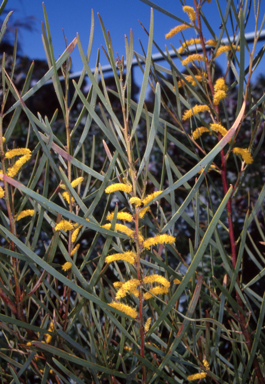 APII jpeg image of Acacia doratoxylon  © contact APII