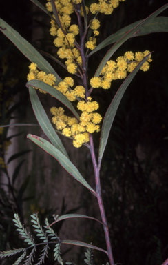 APII jpeg image of Acacia rubida  © contact APII