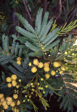 APII jpeg image of Acacia parramattensis  © contact APII