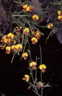 APII jpeg image of Bossiaea riparia  © contact APII