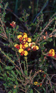 APII jpeg image of Dillwynia phylicoides  © contact APII