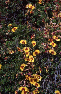 APII jpeg image of Dillwynia prostrata  © contact APII