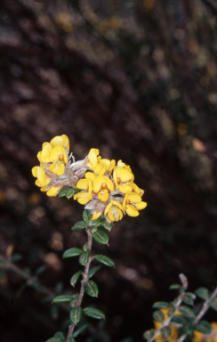 APII jpeg image of Oxylobium ellipticum  © contact APII