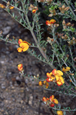 APII jpeg image of Mirbelia oxylobioides  © contact APII