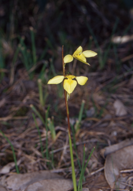 APII jpeg image of Diuris chryseopsis  © contact APII
