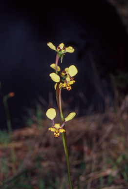 APII jpeg image of Diuris pardina  © contact APII