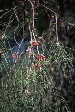 APII jpeg image of Amyema cambagei  © contact APII
