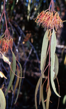 APII jpeg image of Amyema pendula subsp. pendula  © contact APII