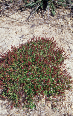 APII jpeg image of Gonocarpus micranthus subsp. micranthus  © contact APII